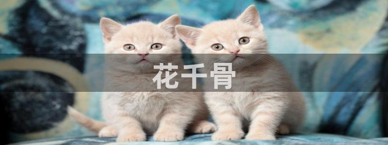 age动漫：花千骨